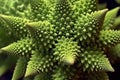 romanesco broccolis fractal-like florets in detail