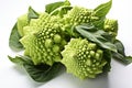 Romanesco cabbage isolated close-up on a white background. Royalty Free Stock Photo