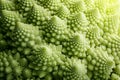 Romanesco cauliflower close-up. Fractal structure on Romanesco broccoli or Roman cauliflower Brassica oleracea, a variation of