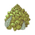 Romanesco cauliflower hand drawn illustration Royalty Free Stock Photo