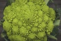 Romanesco cauliflower with logarithmic spirals with fibonacci nu