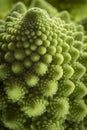 Romanesco Florets in a logarithmic spiral