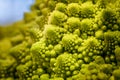 Romanescu