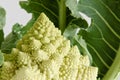 Romanescu