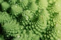 Romanesque broccoli in macro style