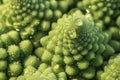 Romanesque cabbage and droplets