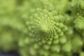 Romanesque cauliflower close up