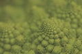 Romanesque cauliflower logarithmic spirals close up