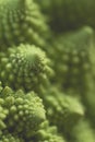 Romanesque cauliflower logarithmic spirals close up