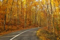 Road in the forest Royalty Free Stock Photo