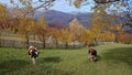 Romania Autumn Landscape in Traditional Village Royalty Free Stock Photo