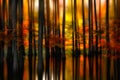 Romania beautiful landscape , autumn in flooded forest with reflection