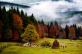 Romania beautiful landscape , autumn in Bucovina with shepherd Royalty Free Stock Photo