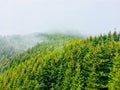 Romania, Ceahlau Mountains, the forest after rain