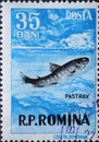 Romania - Circa 1956: a postage stamp printed in the Romania showing Brown Trout Salmo trutta morpha fario jumping in the river