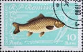 Romania - Circa 1960: a postage stamp printed in the Romania showing a Common Carp Cyprinus carpio