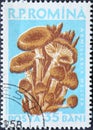 Romania - Circa 1958: a postage stamp printed in the Romania showing a European mushroom: Armillariella mellea Royalty Free Stock Photo