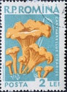 Romania - Circa 1958: a postage stamp printed in the Romania showing a European mushroom: Cantharellus cibarius