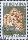 Romania - Circa 1958: a postage stamp printed in the Romania showing a European mushroom: Clavaria aurea