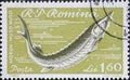 Romania - Circa 1960: a postage stamp printed in the Romania showing a European Sturgeon Huso huso