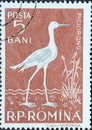 Romania - Circa 1957: a postage stamp printed in the Romania showing the Fauna of the Danube Delta. Black-winged Stilt Himantopus