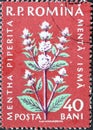 Romania - Circa 1959: a postage stamp printed in the Romania showing flowering flora from Romania: Peppermint