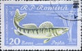 Romania - Circa 1960: a postage stamp printed in the Romania showing a pikeperch Lucioperca lucioperca