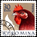 ROMANIA - CIRCA 1963: Postage stamp printed in Romania, shows hen