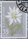 Romania - Circa 1957: a postage stamp printed in the Romania showing the alpine Flowers of the Carpathian Mountains. Edelweiss. Le