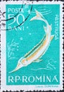 Romania - Circa 1957: a postage stamp printed in the Romania showing the Fauna of the Danube Delta. Starry Sturgeon Acipenser ste