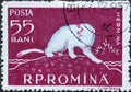 Romania - Circa 1957: a postage stamp printed in the Romania showing the Fauna of the Danube Delta. Stoat Mustela erminea