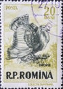 Romania - Circa 1956: a postage stamp printed in the Romania showing a Great Bustard Otis tarda Royalty Free Stock Photo