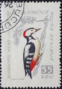 Romania - Circa 1959: a postage stamp printed in the Romania showing a songbird: Great Spotted Woodpecker Dendrocopus major Royalty Free Stock Photo