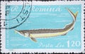 Romania - Circa 1960: a postage stamp printed in the Romania showing a sterlet Acipenser ruthenus