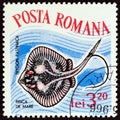 ROMANIA - CIRCA 1964: A stamp printed in Romania from the `Fish` issue shows Common Stingray Dasyatis Pastinaca, circa 1964.