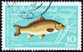 ROMANIA - CIRCA 1960: A stamp printed in Romania from the `Fishes` issue shows a Common carp Cyprinus carpio, circa 1960.