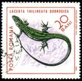 Stamp printed by Romania shows animal Balkan Green Lizard Lacerta trilineata dobrogica, circa 1965