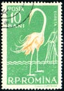 Stamp printed by Romania shows Great White Egret Ardea alba, circa 1957