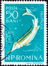 ROMANIA - CIRCA 1957: A stamp printed in Romania shows Stellate sturgeon Acipenser stellatus, circa 1957.