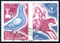 Stamp printed in Romania shows Carrier Pigeon Columba livia forma domestica, Post Horn, horse