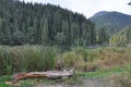 Romania forest. Lake. Mountain.