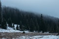 Winter Hasmas Mountains Eastern Carpathians, Romania. Foggy day and beautiful trees