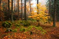 Romania landscape in autumn time in the Carpathian mountains , Transylvania nature and wild forest Royalty Free Stock Photo