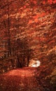 Romania landscape in autumn time in the Carpathian mountains , Transylvania nature and wild forest Royalty Free Stock Photo