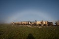 Romania landscape with sheep and goat in autumn time at the farm Royalty Free Stock Photo