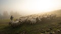 Romania landscape with sheep and goat in autumn time at the farm Royalty Free Stock Photo
