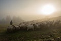 Romania landscape with sheep and goat in autumn time at the farm Royalty Free Stock Photo