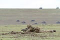 ROMANIA-NATO-ARMY-EXERCISE