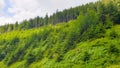Romania, Rodnei Mountains, coniferous forest.