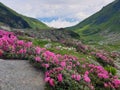 Romania, Rodnei Mountains, Iezer Valley. Rhododendron flower.